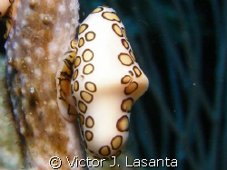 flamingo tongue at super bowl dive site in parguera area by Victor J. Lasanta 